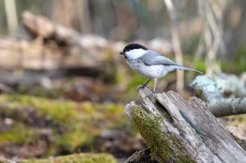 Willow Tit Yanagisawa Pass Fri, 4/26/2024