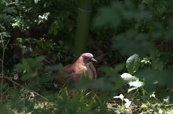 2024年4月26日(金) 都立浮間公園の野鳥観察記録