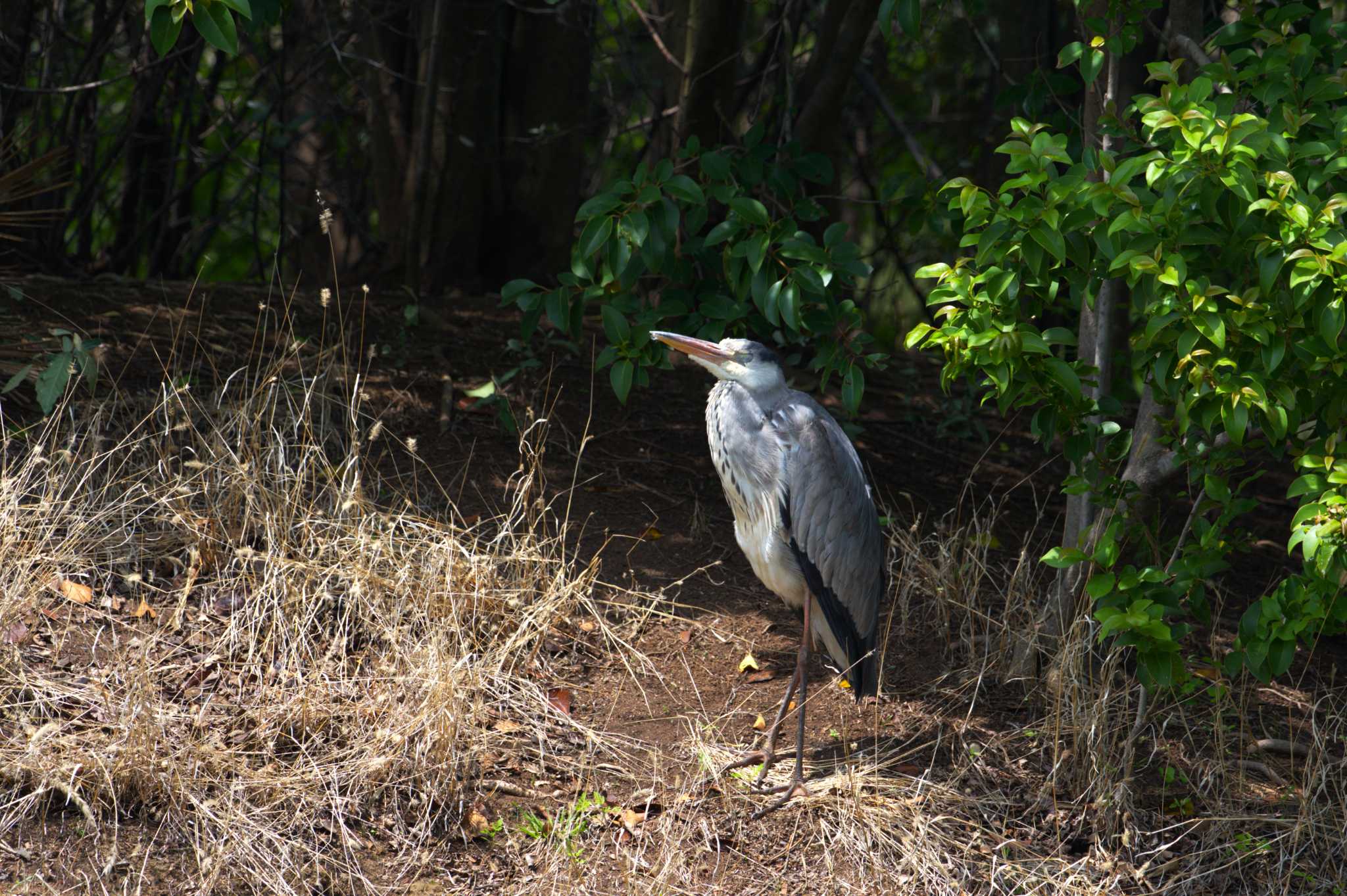 Photo of Grey Heron at Ukima Park by morinokotori