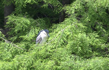 Black-crowned Night Heron Ukima Park Fri, 4/26/2024