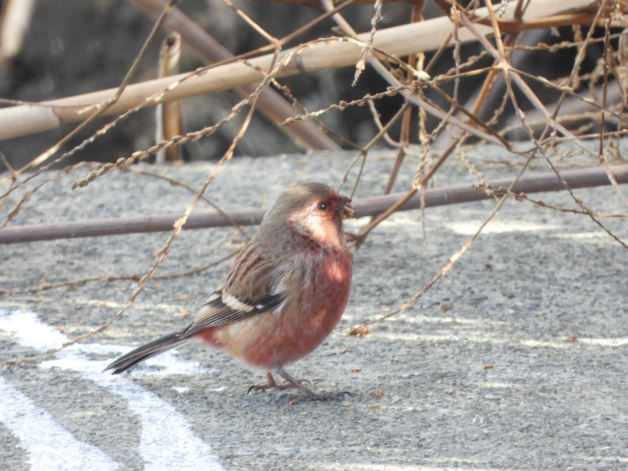 見沼たんぼ ベニマシコの写真 by 結城