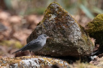 Grey Bunting Yanagisawa Pass Fri, 4/26/2024