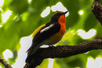 Narcissus Flycatcher どっかその辺 Fri, 4/26/2024