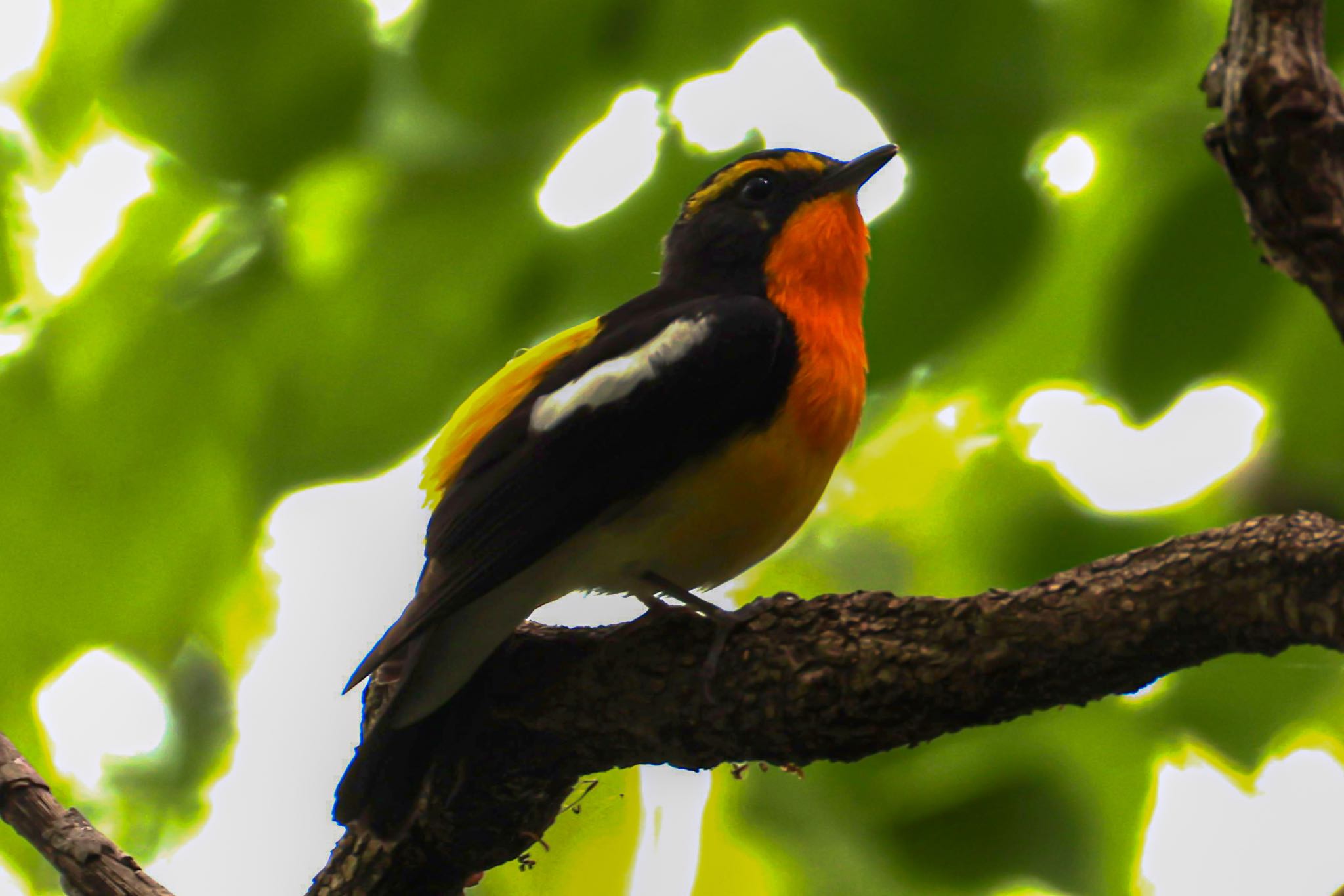 Photo of Narcissus Flycatcher at どっかその辺 by フーさん