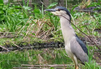 Black-crowned Night Heron Shakujii Park Fri, 4/26/2024