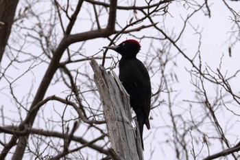 Black Woodpecker 札幌 Fri, 4/12/2024