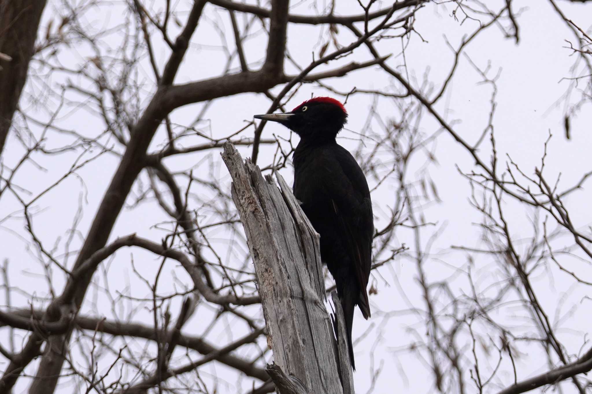 Photo of Black Woodpecker at 札幌 by くまちん