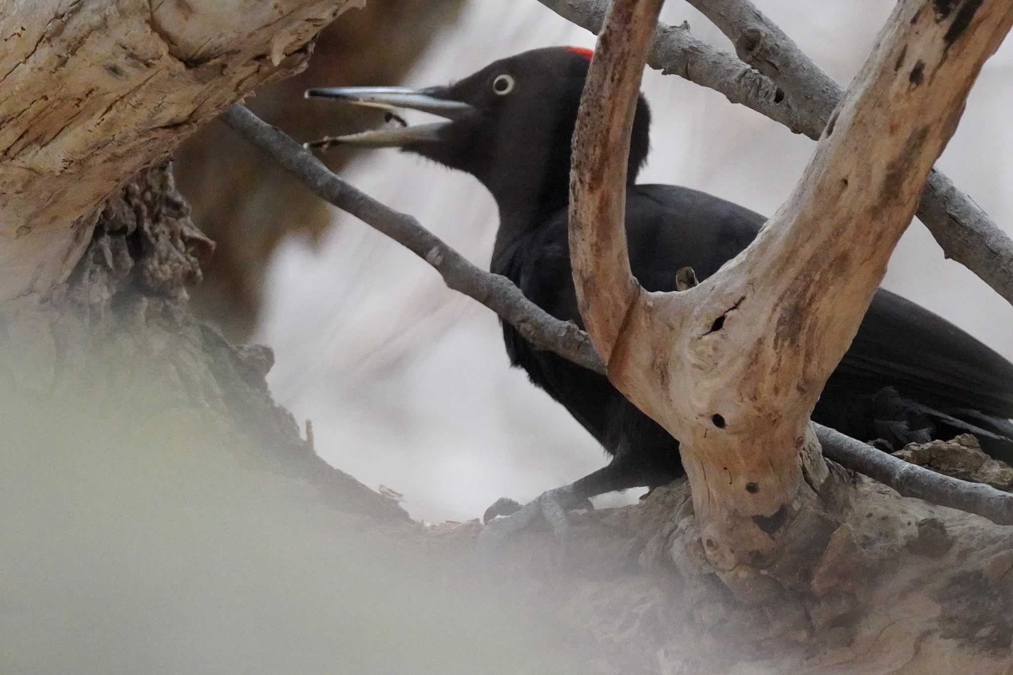 Photo of Black Woodpecker at 札幌 by くまちん