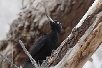 Black Woodpecker 札幌 Fri, 4/12/2024