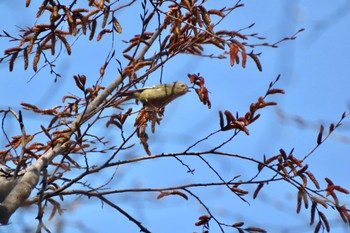 Goldcrest 和田堀公園 Sun, 3/17/2024