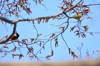 Yellow-bellied Tit 和田堀公園 Sun, 3/17/2024