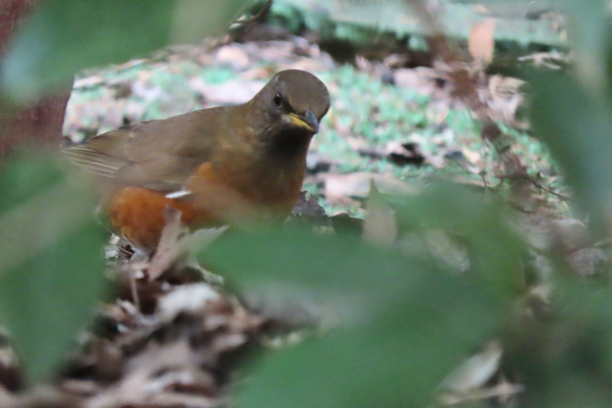 Brown-headed Thrush