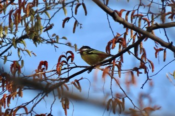 Yellow-bellied Tit 和田堀公園 Sun, 3/17/2024