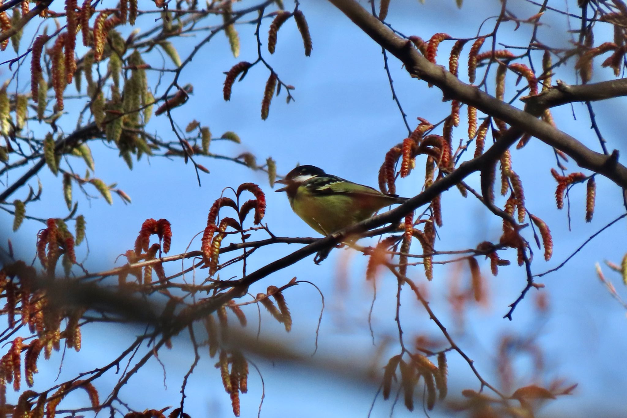 Yellow-bellied Tit