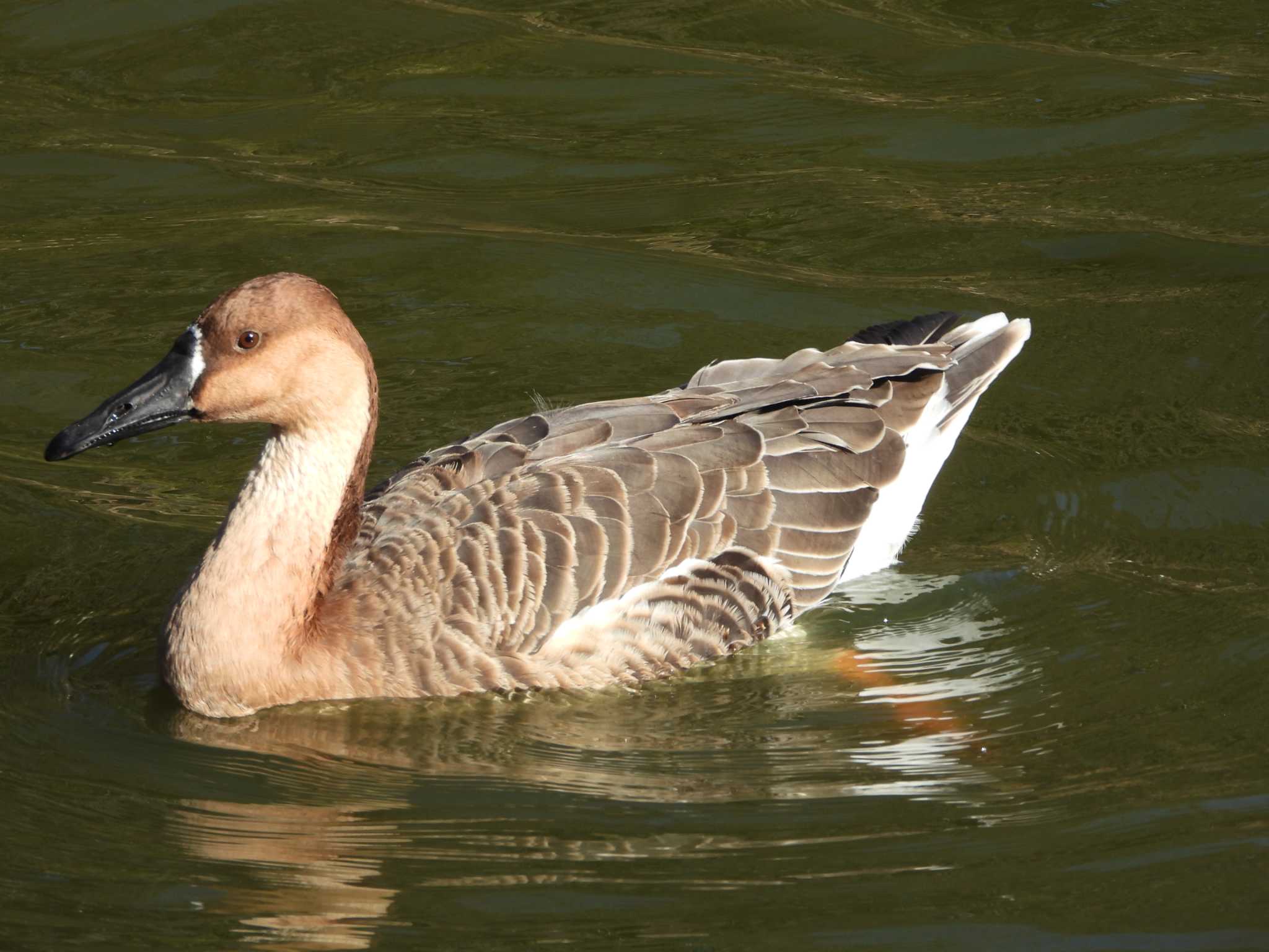 Photo of Swan Goose at Oikeshinsui Park by 結城