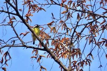 Yellow-bellied Tit 和田堀公園 Sun, 3/17/2024