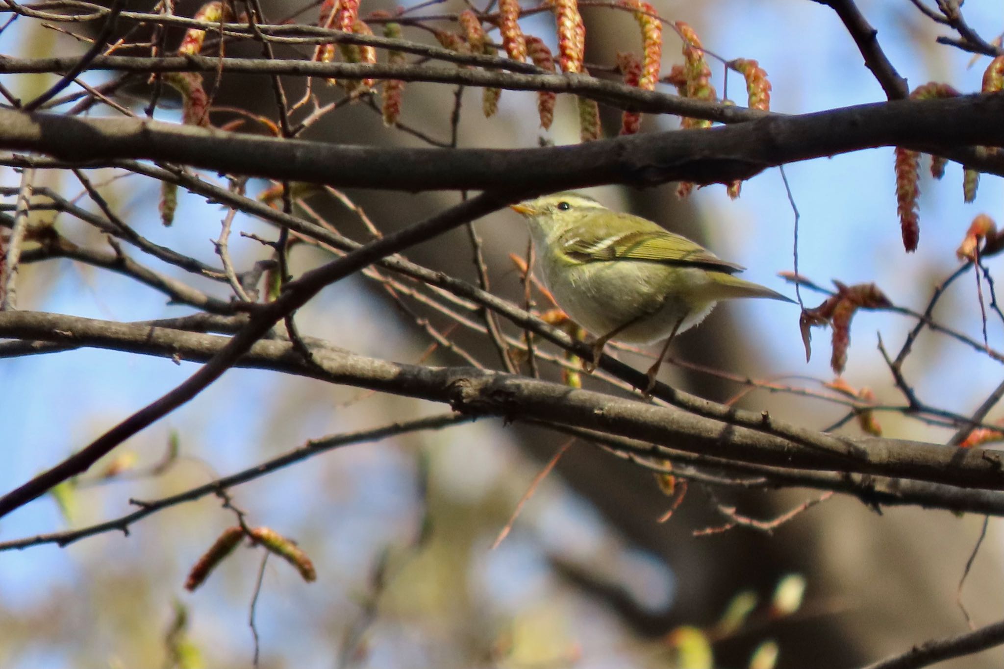 Photo of Yellow-browed Warbler at 和田堀公園 by 中学生探鳥家