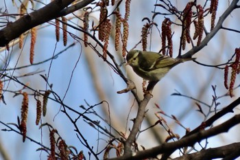 Yellow-browed Warbler 和田堀公園 Sun, 3/17/2024