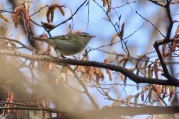 Yellow-browed Warbler 和田堀公園 Sun, 3/17/2024