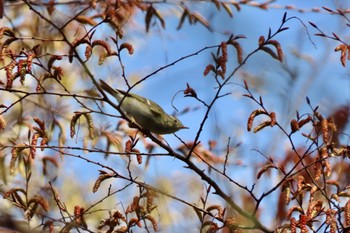 Yellow-browed Warbler 和田堀公園 Sun, 3/17/2024