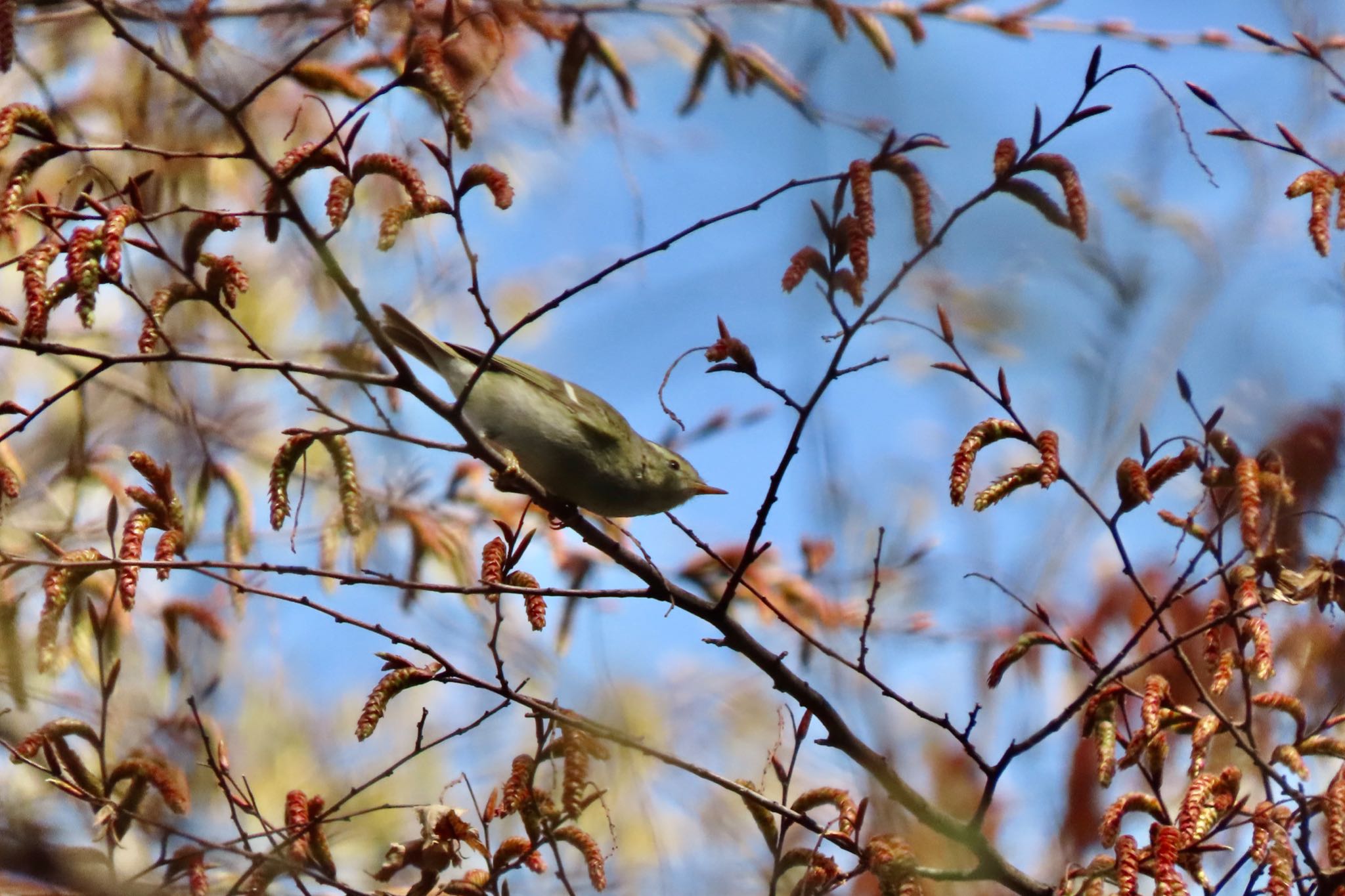 Yellow-browed Warbler