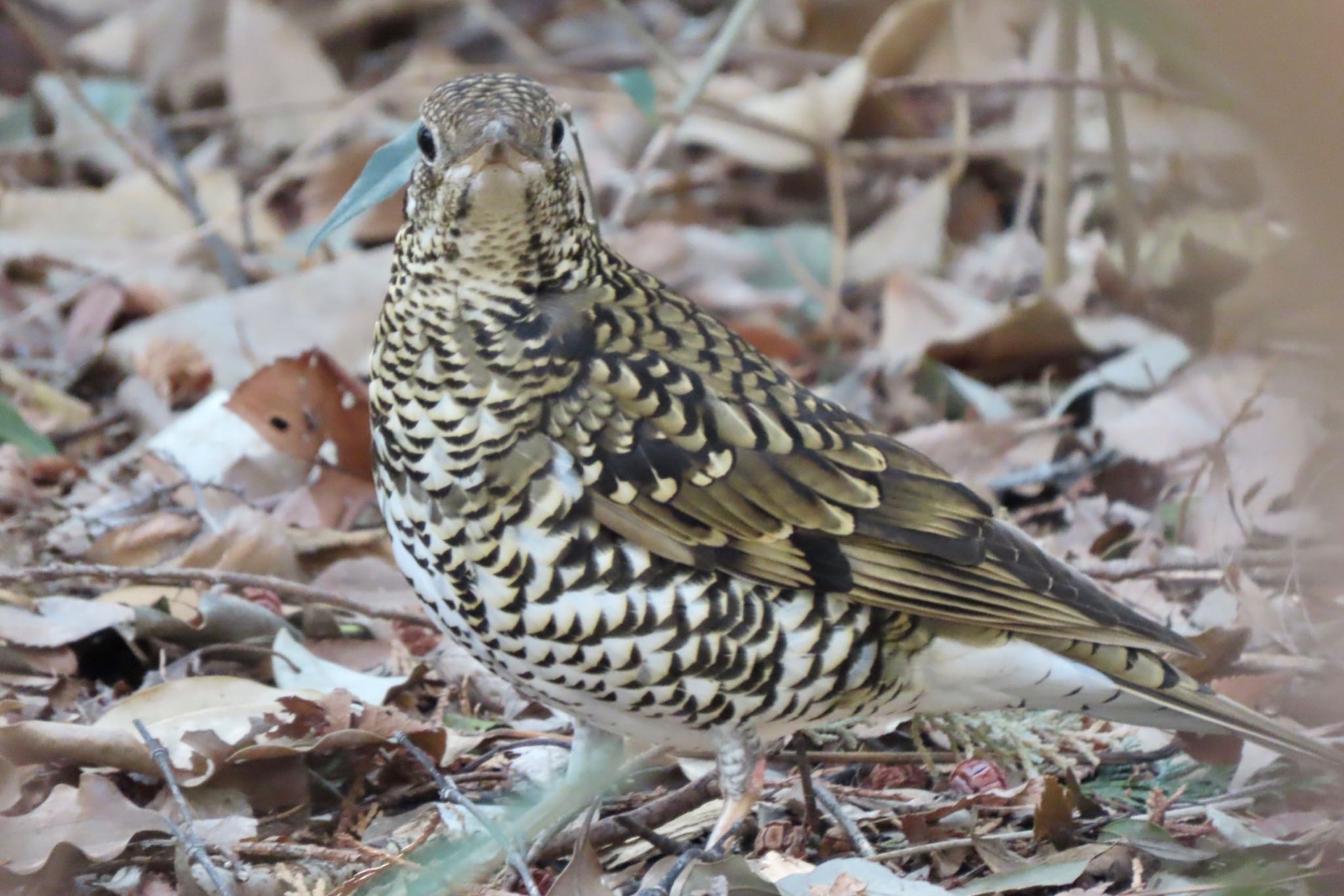 Photo of White's Thrush at 和田堀公園 by 中学生探鳥家