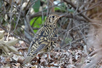 White's Thrush 和田堀公園 Sun, 3/17/2024