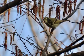 Sun, 3/17/2024 Birding report at 和田堀公園
