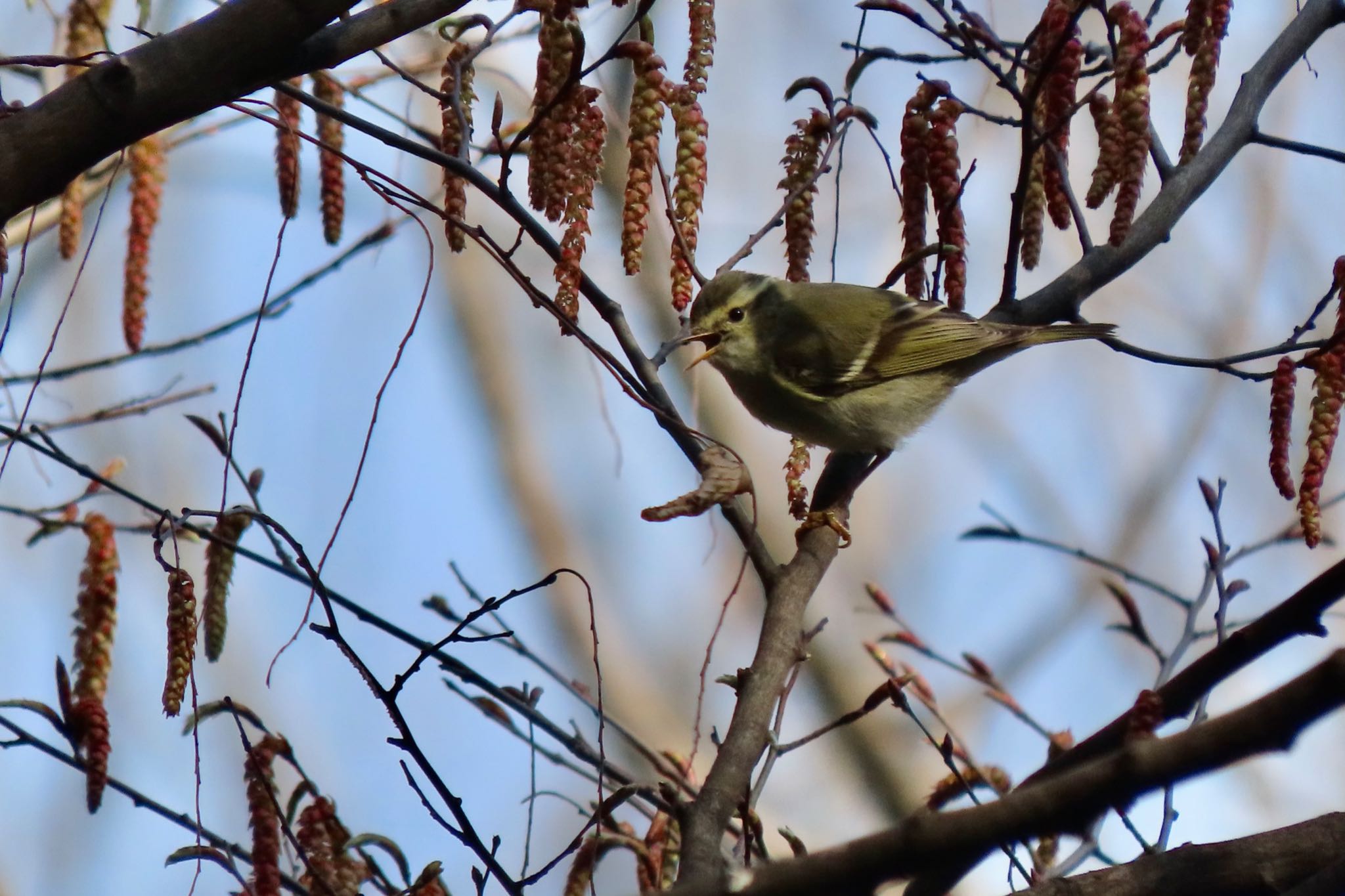 Yellow-browed Warbler