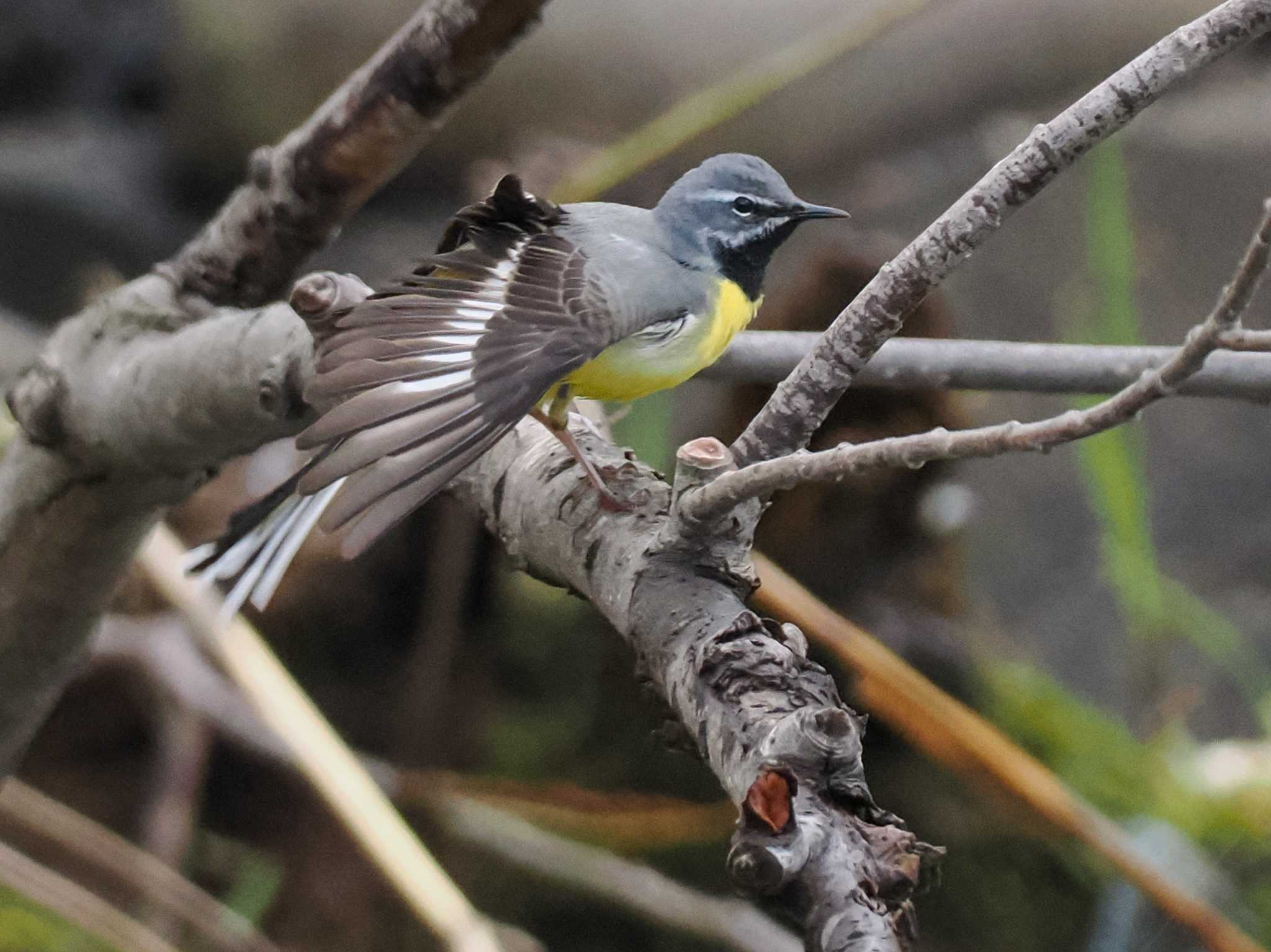 Grey Wagtail