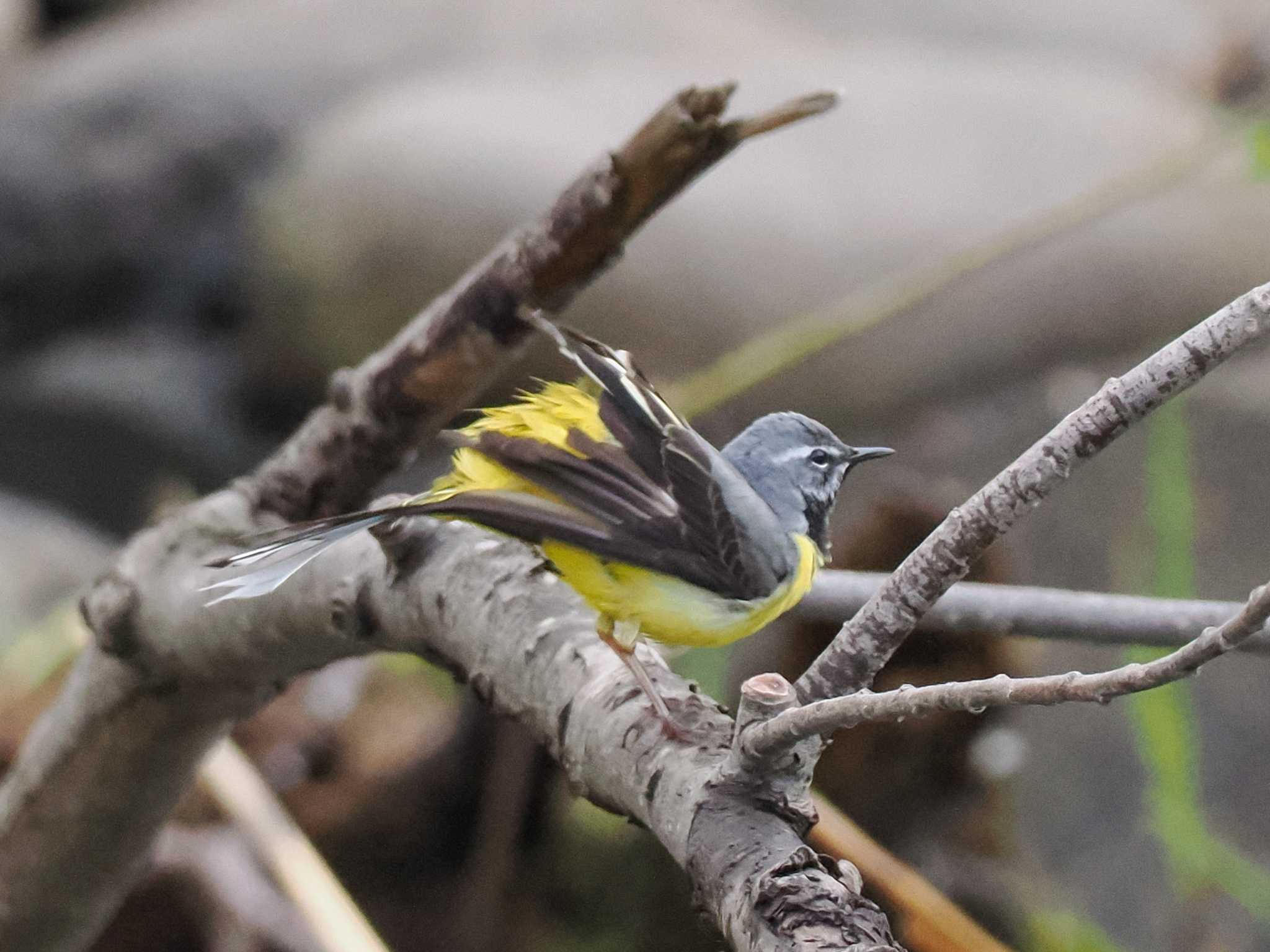 Grey Wagtail