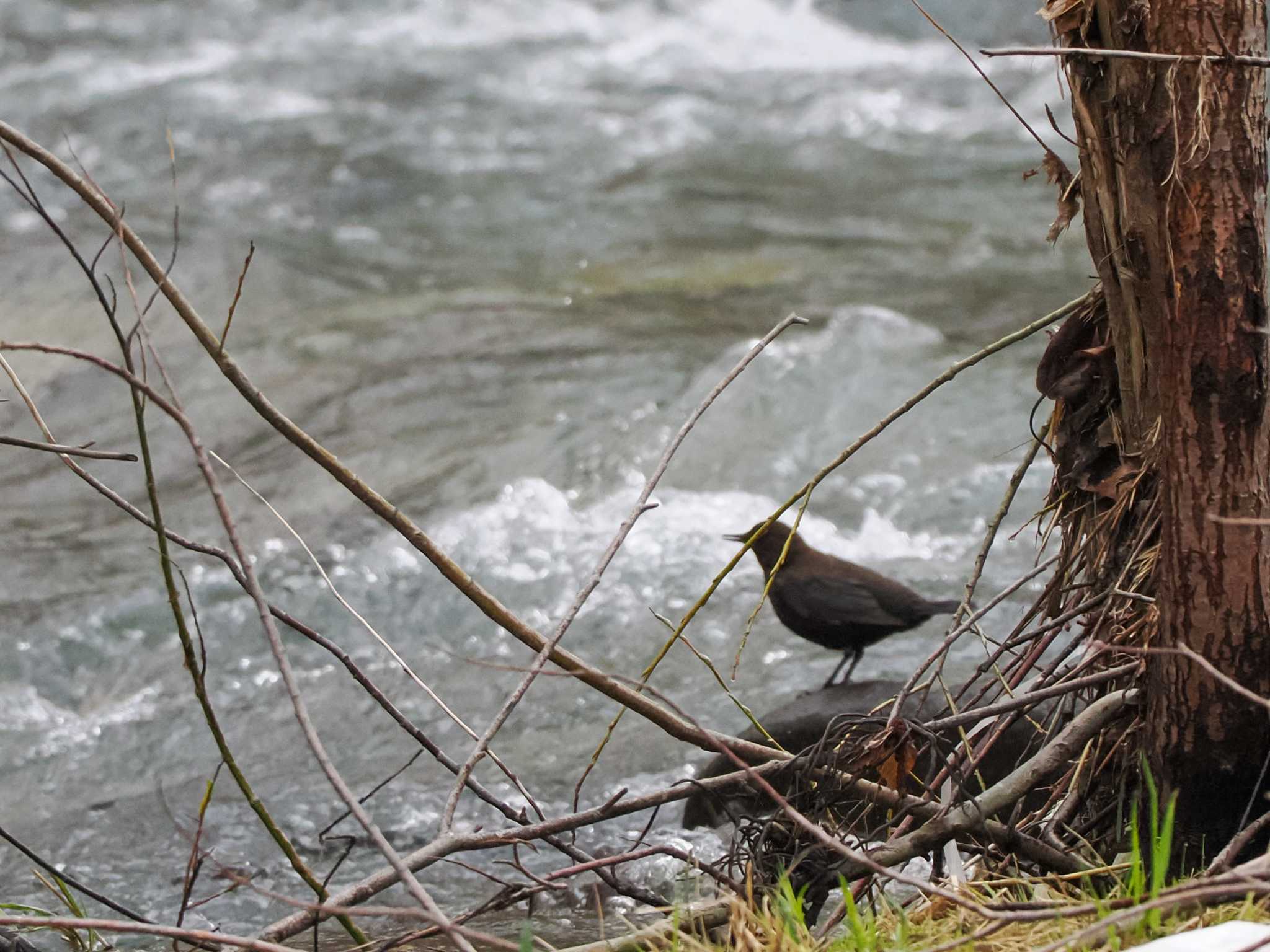 Brown Dipper