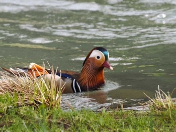 Mandarin Duck 福井緑地(札幌市西区) Fri, 4/26/2024