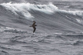 Streaked Shearwater 八丈島航路 Wed, 4/24/2024