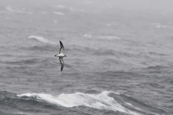 Streaked Shearwater 八丈島航路 Wed, 4/24/2024