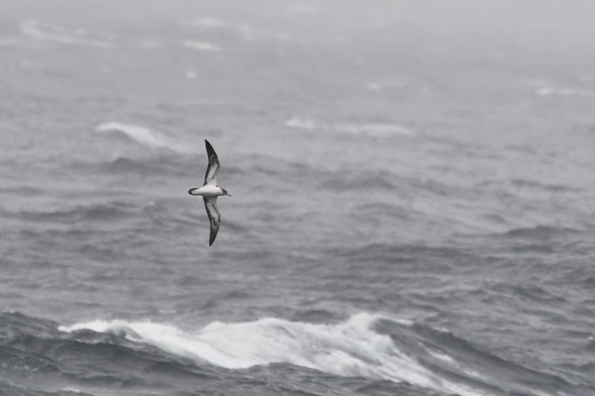 Photo of Streaked Shearwater at 八丈島航路 by geto