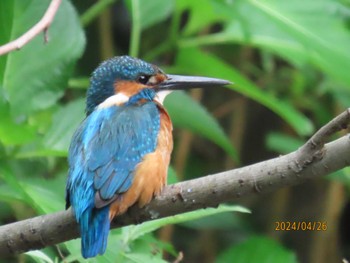 Common Kingfisher Kasai Rinkai Park Fri, 4/26/2024