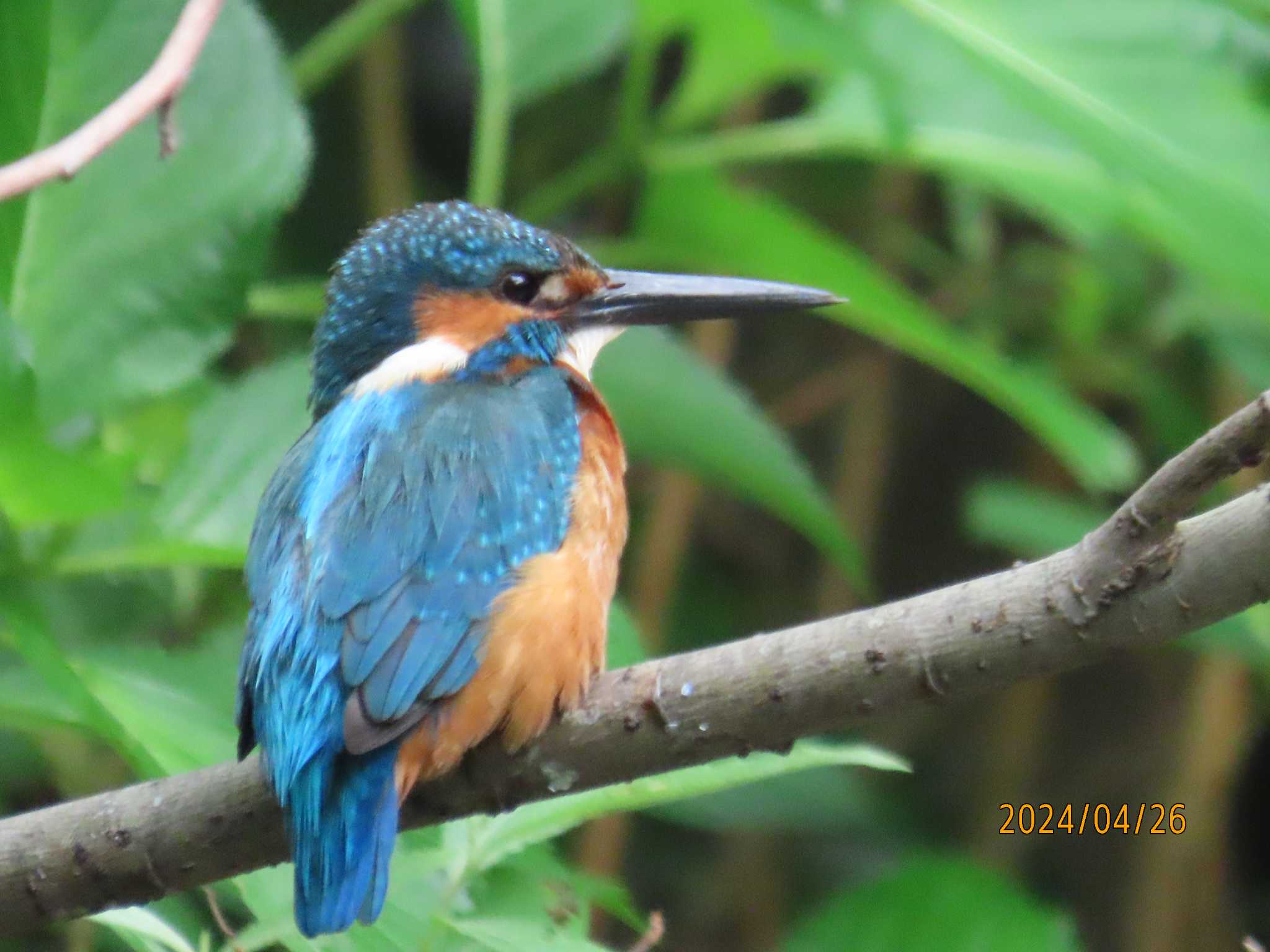 Photo of Common Kingfisher at Kasai Rinkai Park by チョコレート