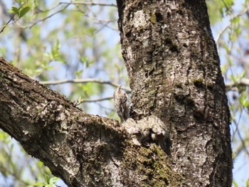 Eurasian Treecreeper 荒沢湿原 Sun, 4/21/2024