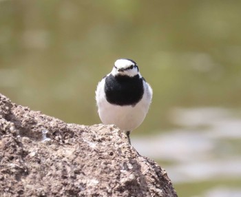 Wagtail Kasai Rinkai Park Sat, 4/20/2024