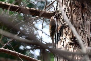 Eurasian Treecreeper 豊田市 Fri, 4/26/2024