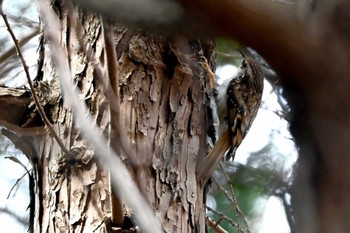 Eurasian Treecreeper 豊田市 Fri, 4/26/2024