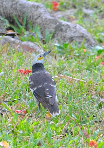 Black-collared Starling Wachirabenchathat Park(Suan Rot Fai) Thu, 4/25/2024