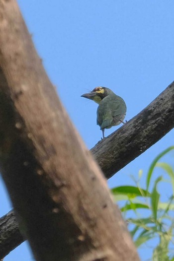 Coppersmith Barbet Wachirabenchathat Park(Suan Rot Fai) Thu, 4/25/2024