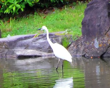 Great Egret 大仙公園 Fri, 4/26/2024