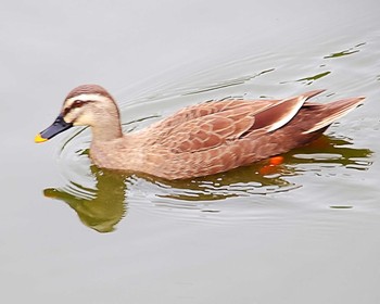 Eastern Spot-billed Duck 大仙公園 Fri, 4/26/2024