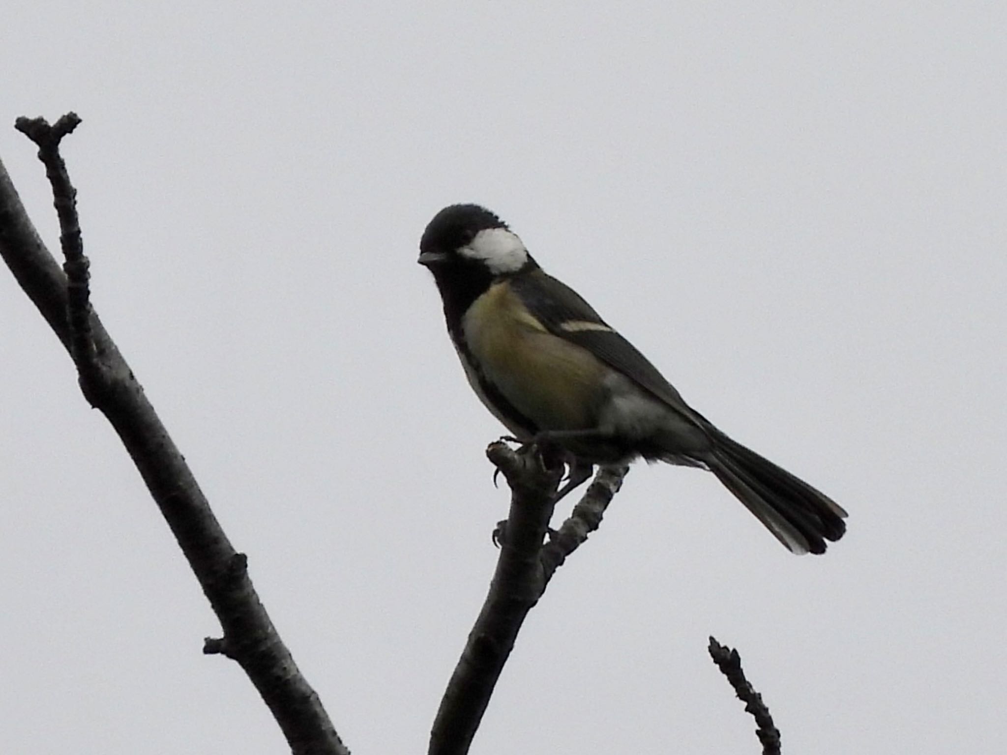 Japanese Tit