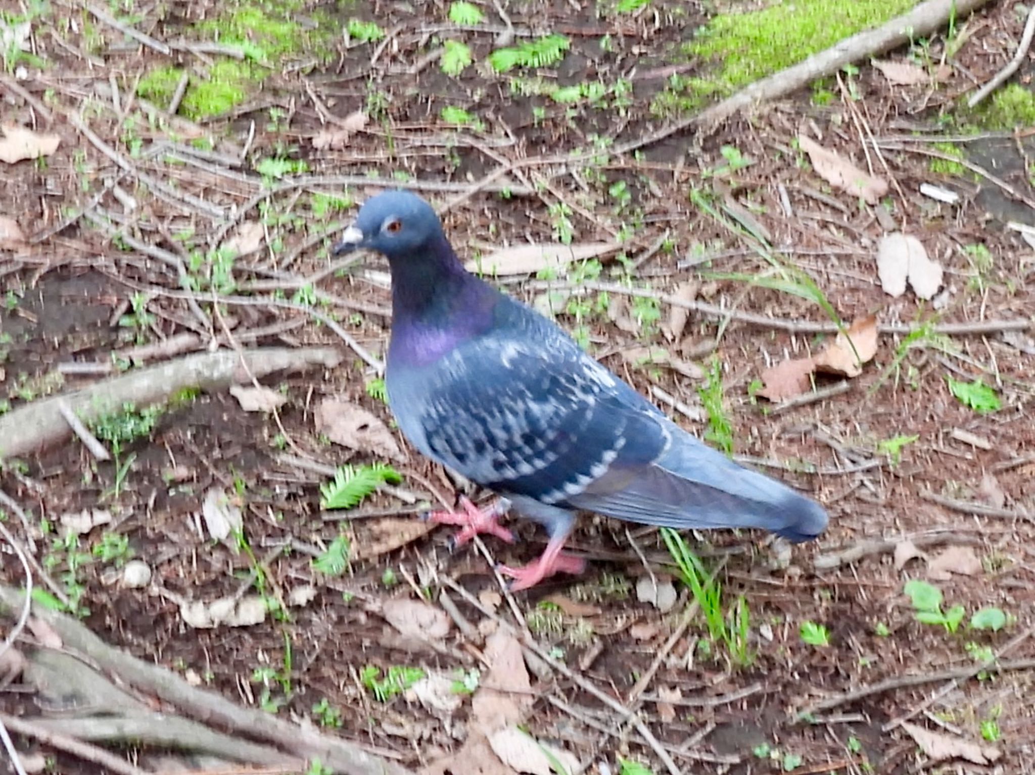 Photo of Rock Dove at Kasai Rinkai Park by くー