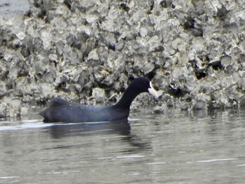 Eurasian Coot Kasai Rinkai Park Fri, 4/26/2024