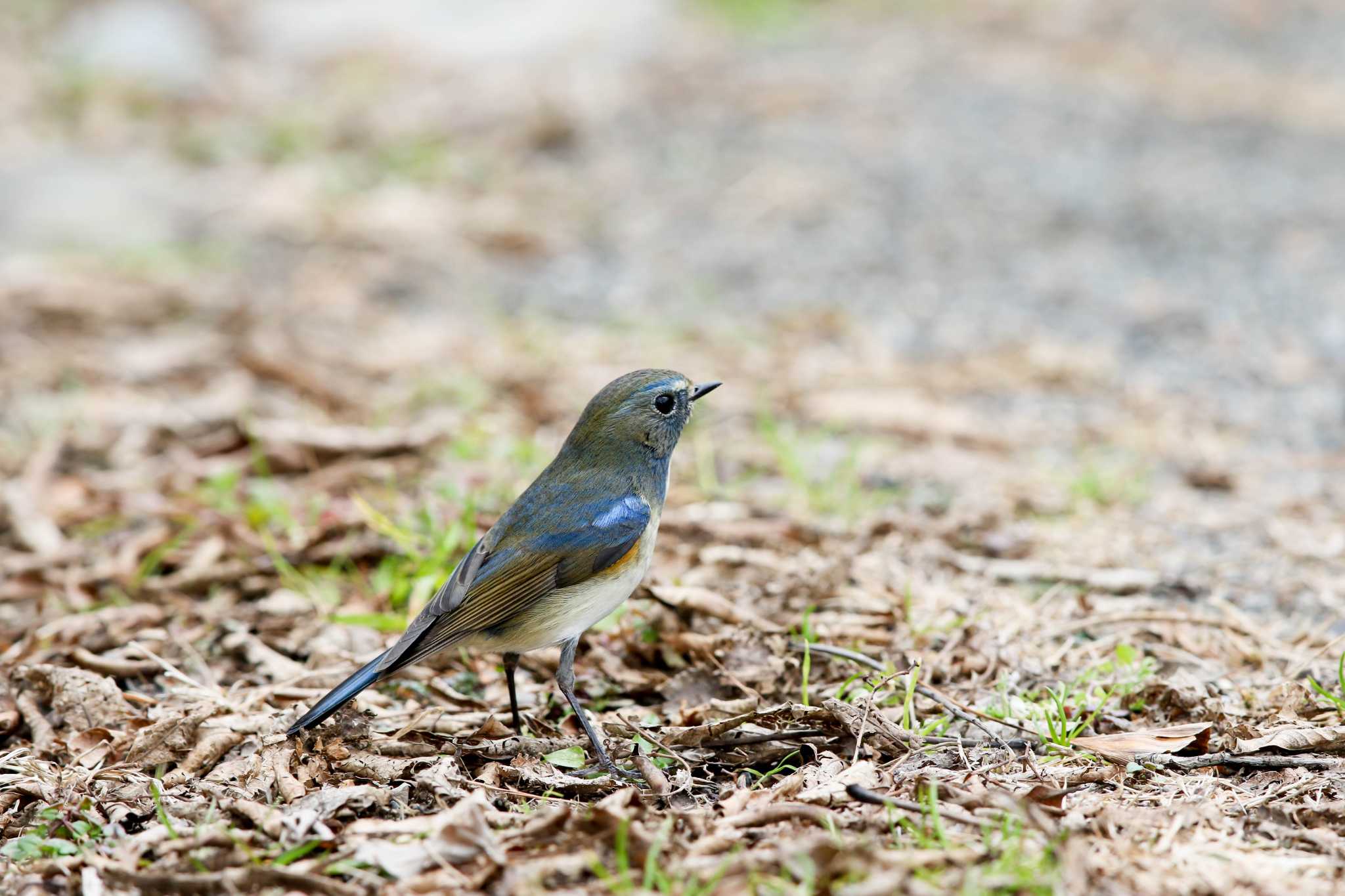 Photo of Red-flanked Bluetail at Koishikawa Botanical Garden(University of Tokyo) by Trio